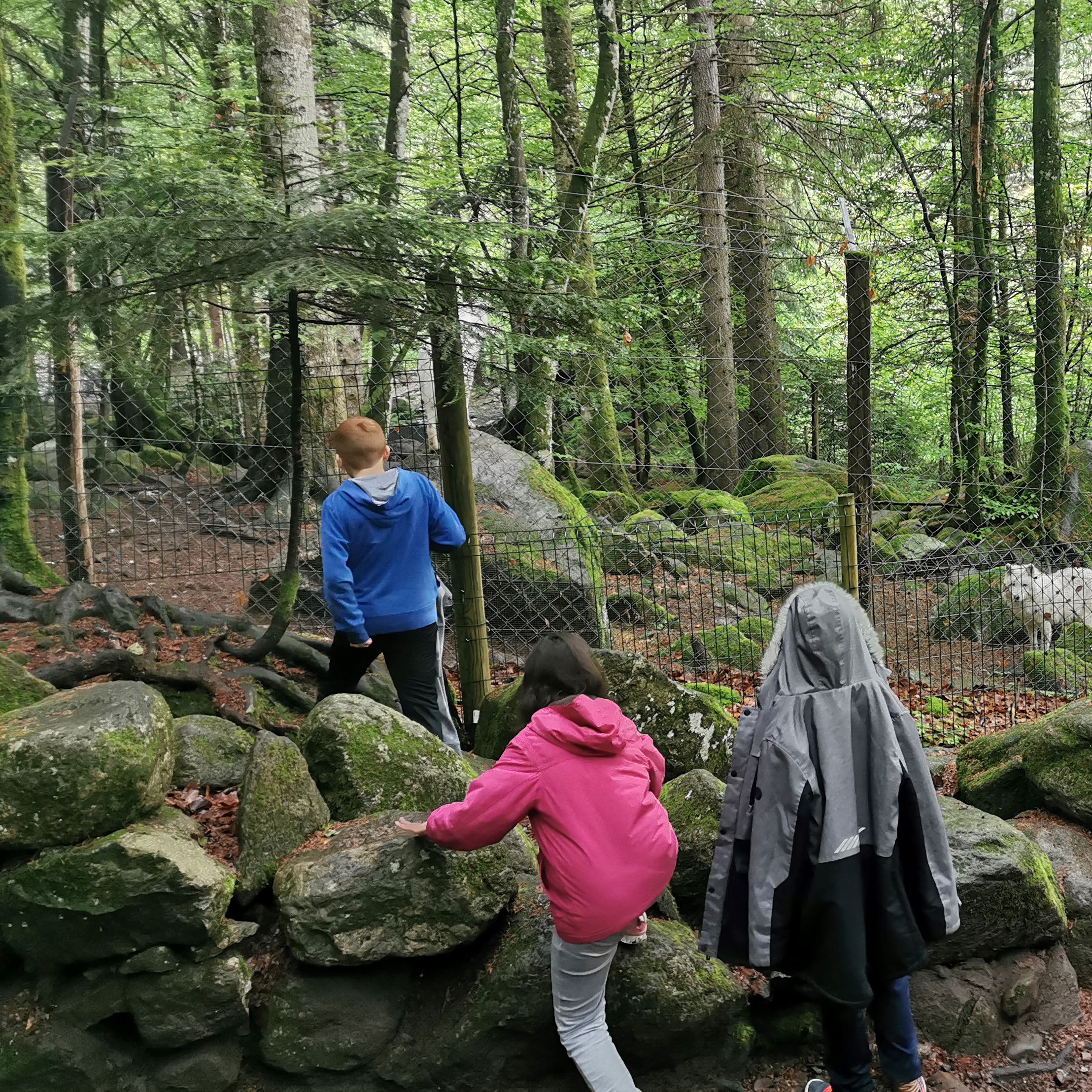 sortie au parc des loups